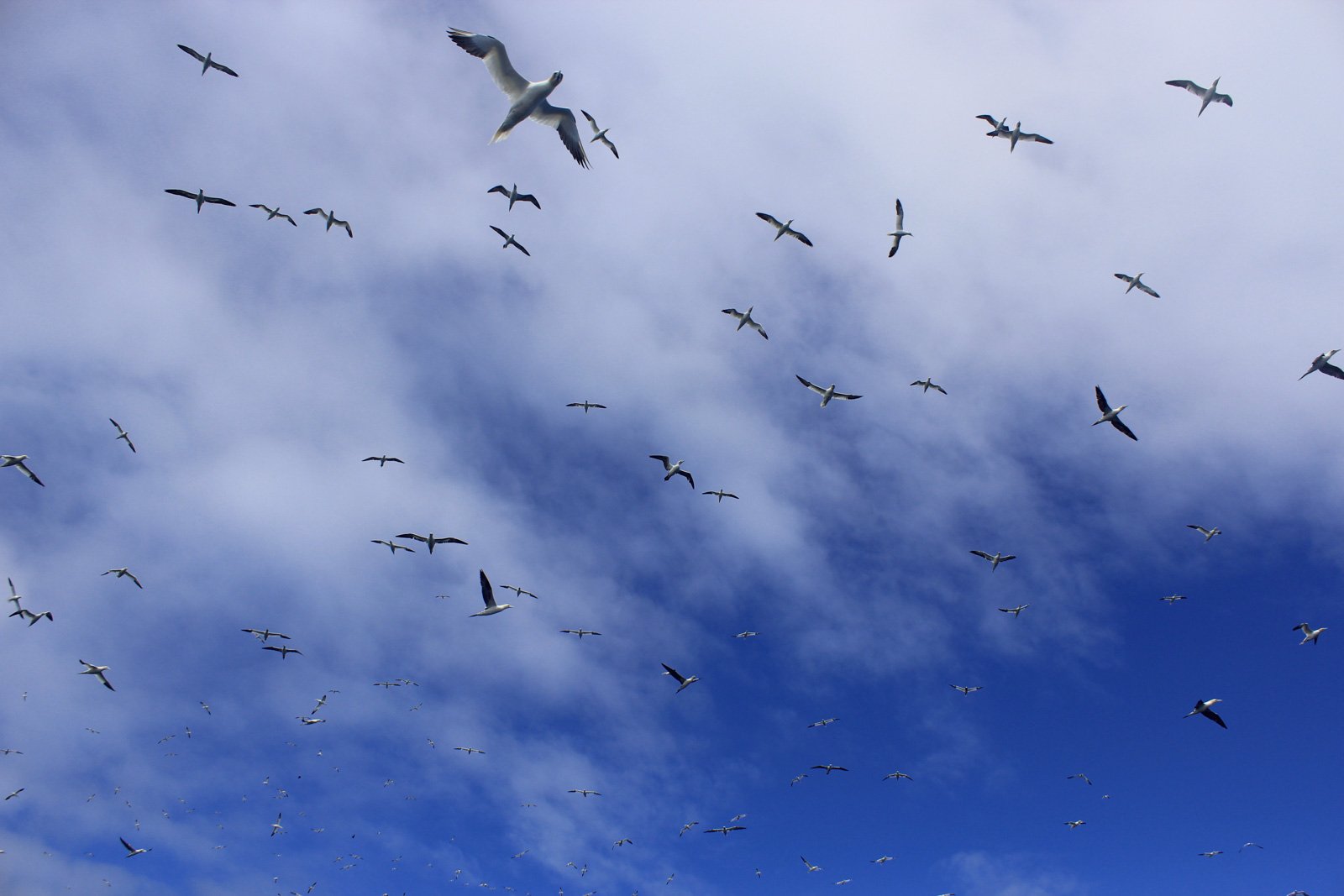 6 Day Adventure Tour of Ireland - Hikes, Wildlife, History - Gannets - Skellig Islands - Co Kerry