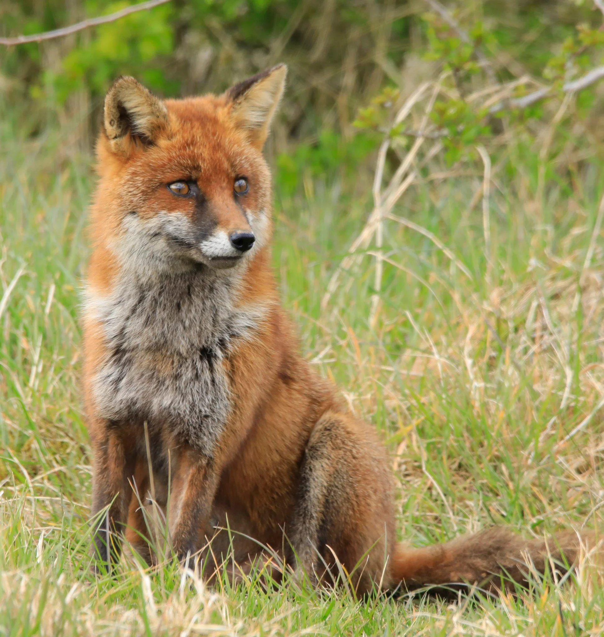 Wildlife