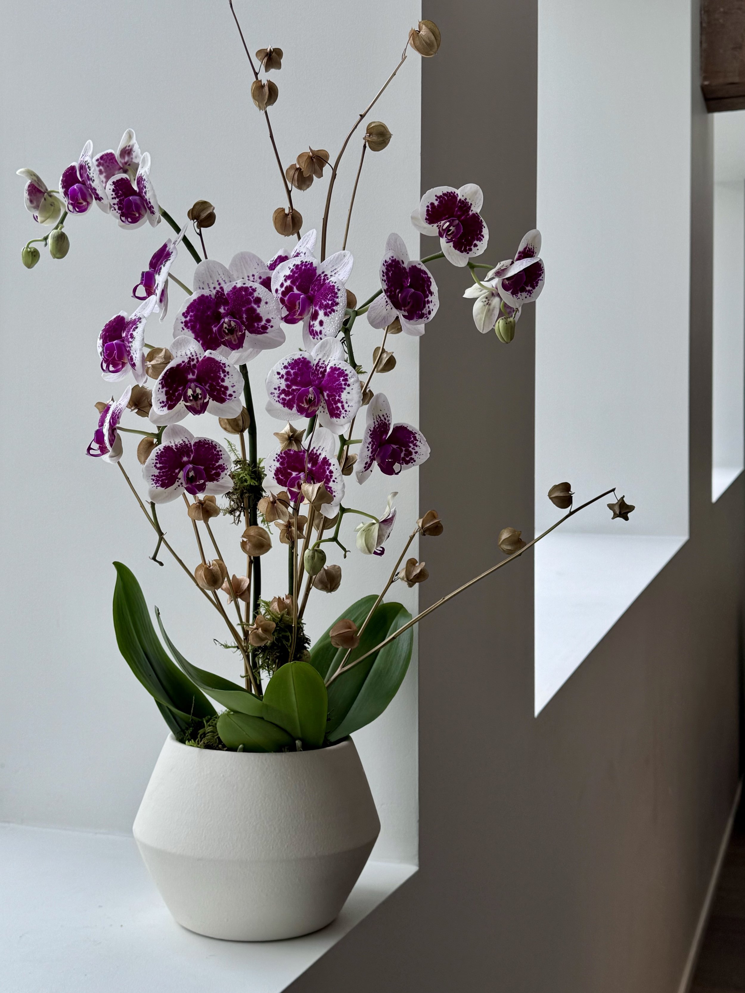 Orchidia