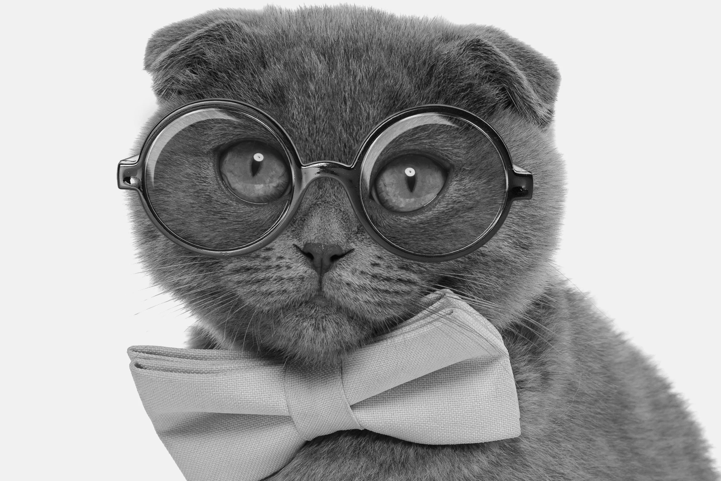 marketing-analytics-reporting-pet-house-digital