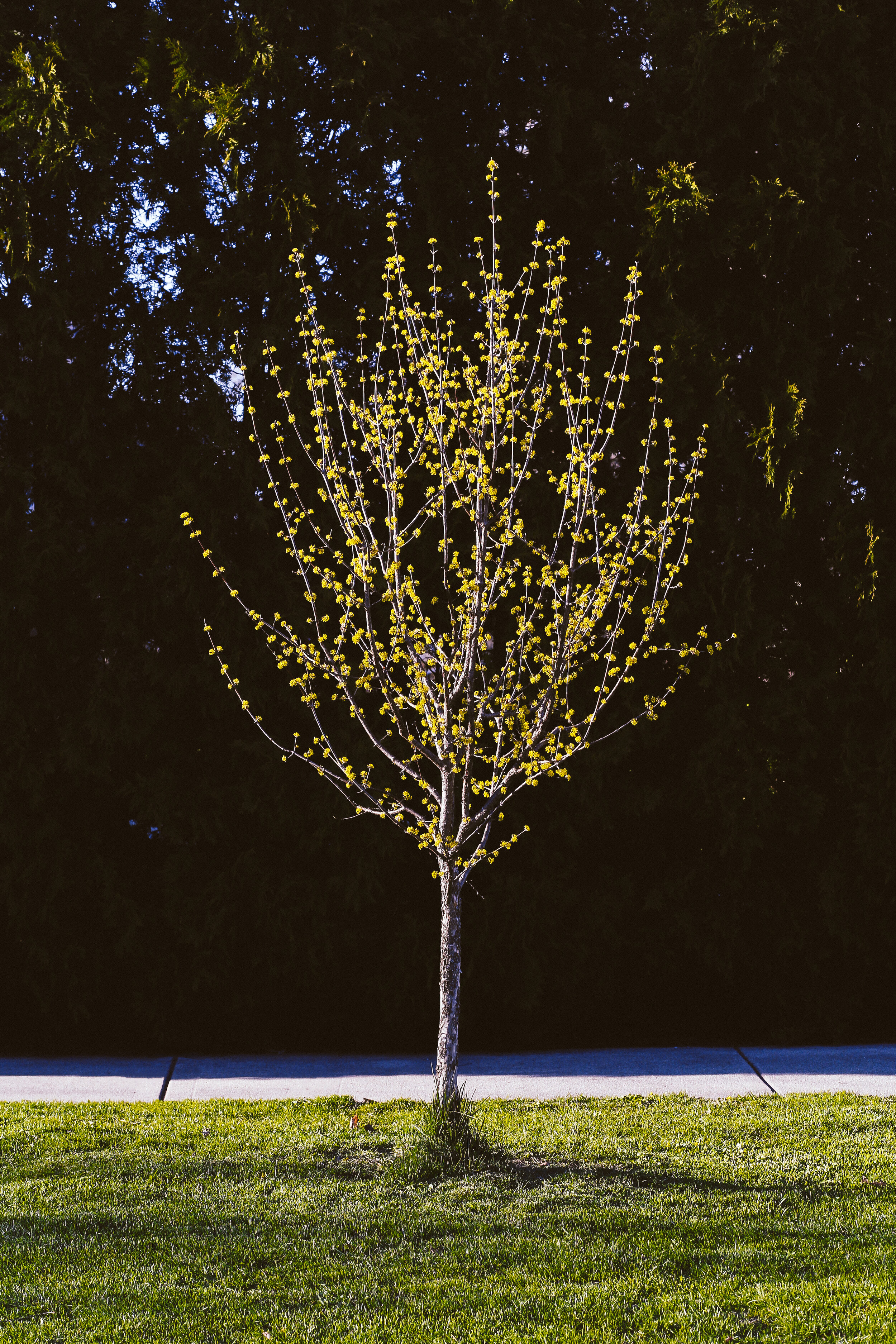 spring3.JPG