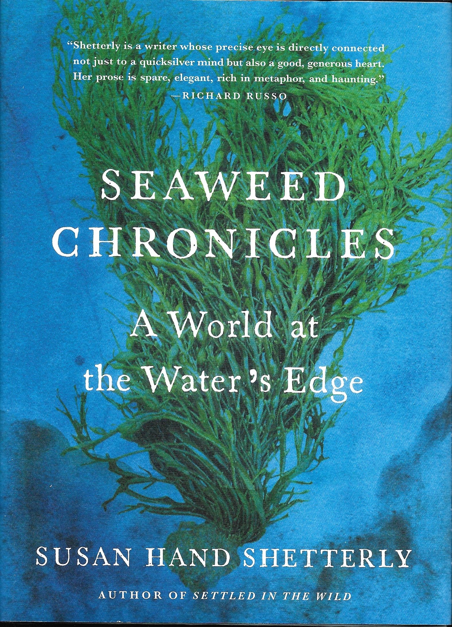 seaweed.jpeg