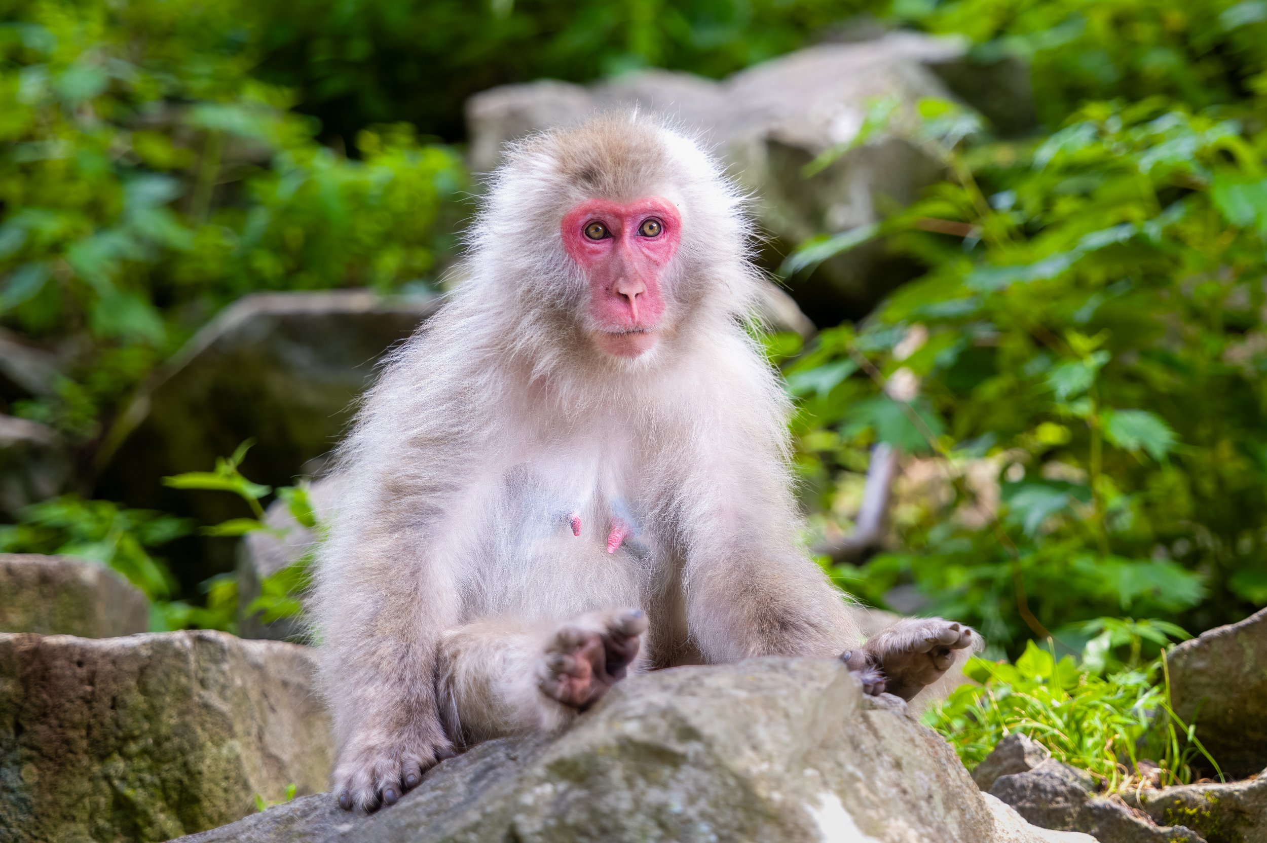 My Visit with the Snow Monkeys