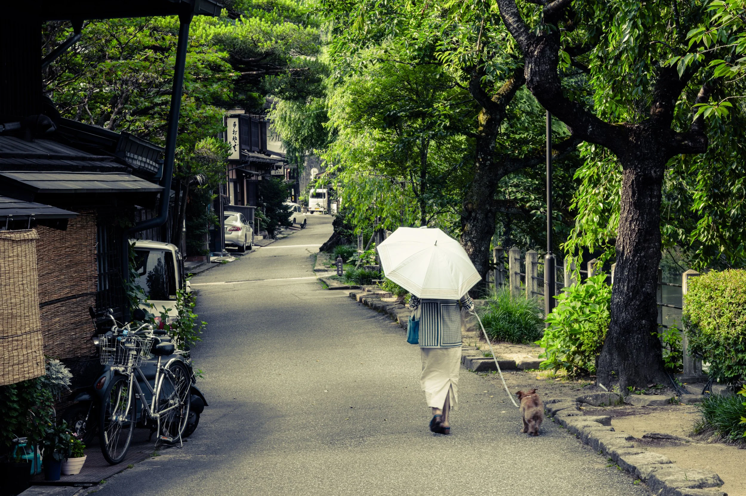 Takayama Dog.jpg
