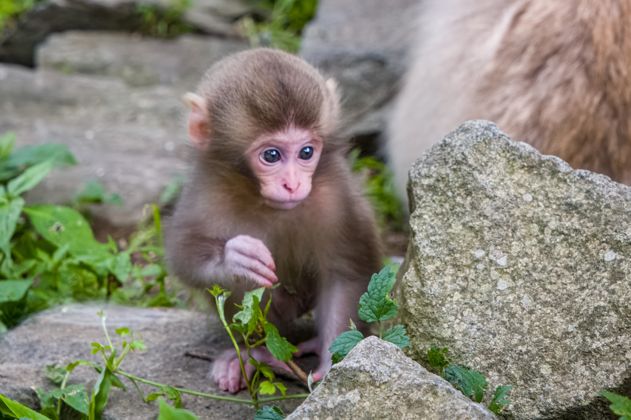 Macaques 11.jpg