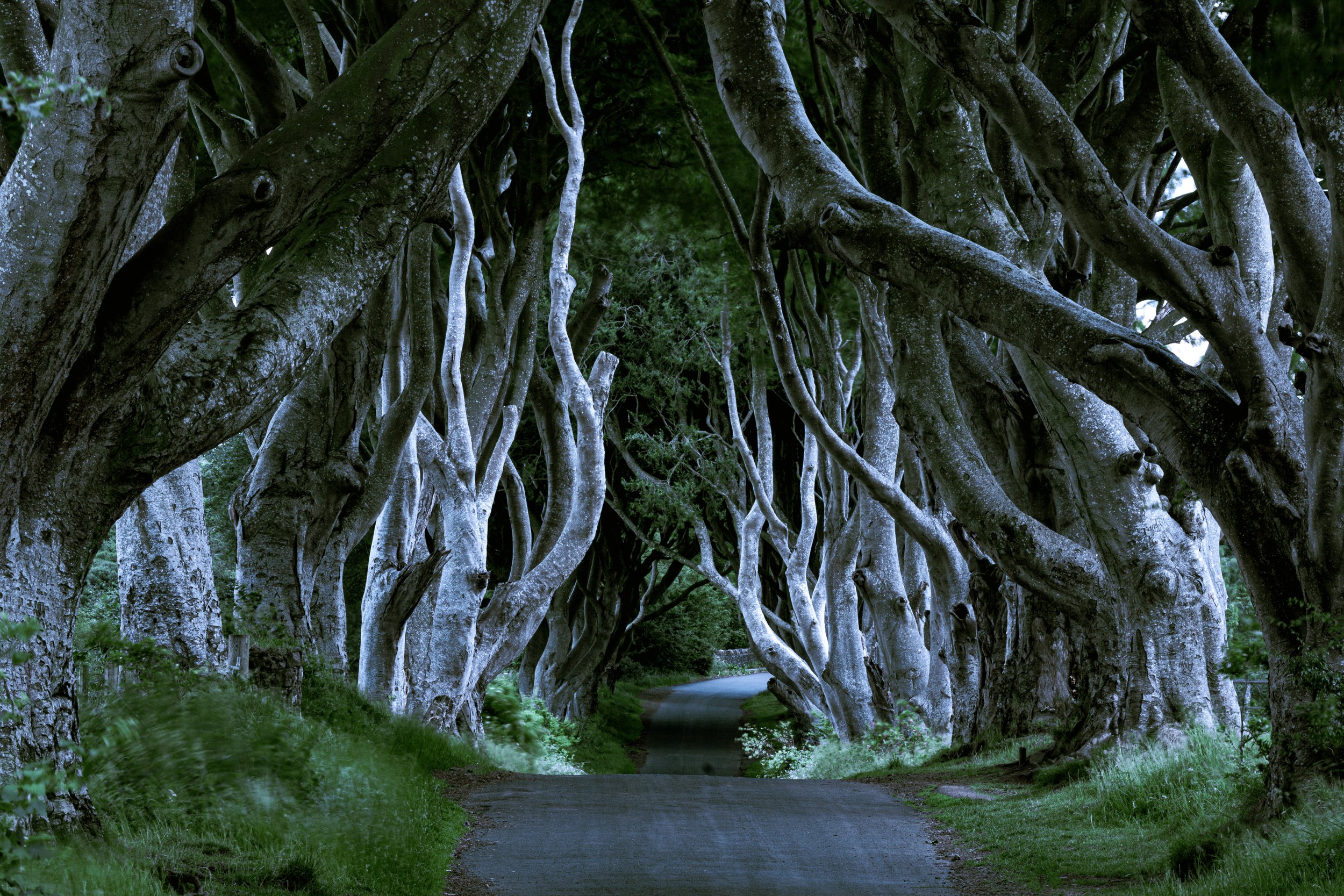 Dark Hedges.jpg