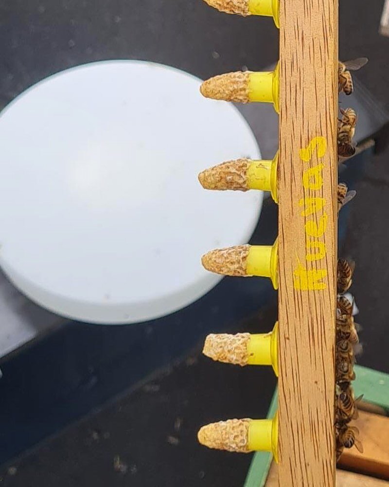 Reinas 🐝

#beekeeping #bees #honey #queenbee #apiculture #bee #science #apicultura #apicultor #cera #mel #apiary #api #honeybees #abejas #abejareina #apismellifera #beehappy #lovebees #apismellifera #apiculture #miel #mieldeabeja
