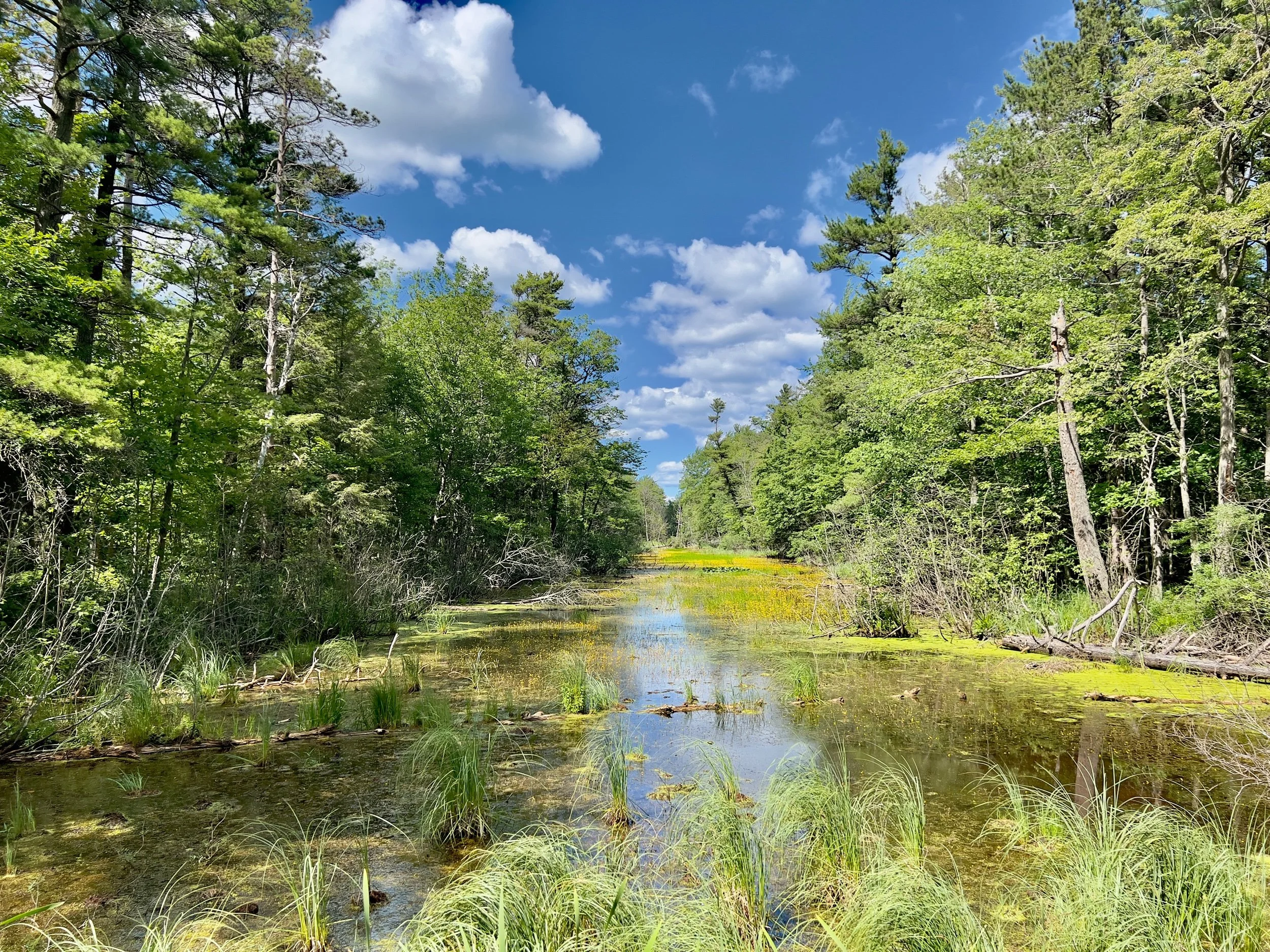 Gorgeous Ridge trail Creek!