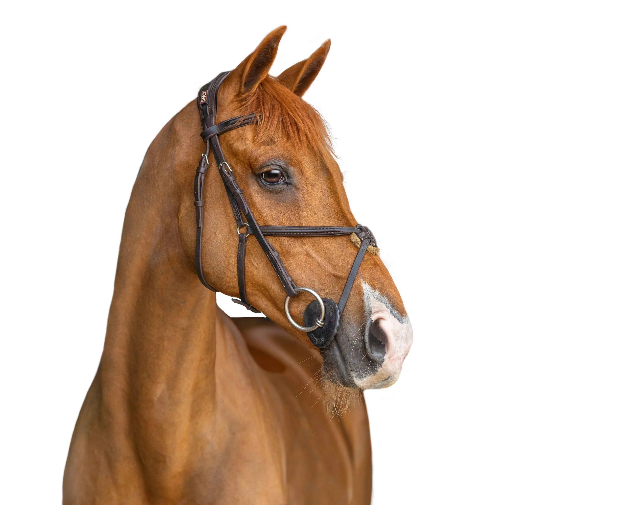 Maine Horse Photographer.jpg