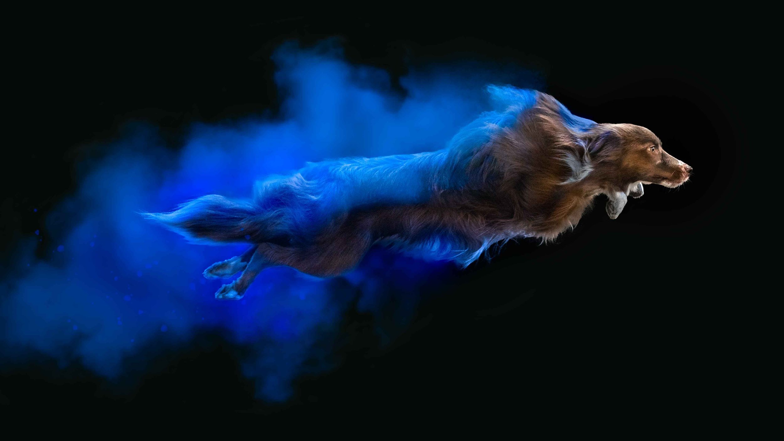 A brown dog with a flowing coat appears to be flying through a cloud of blue smoke or dust against a black background.
