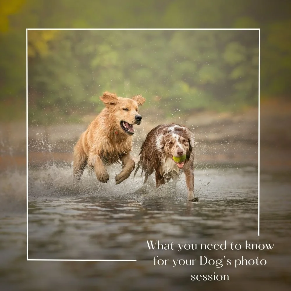 What Dog Parents Need to Know Before Booking Their Dog’s Photoshoot | Maine Dog and Pet Photography