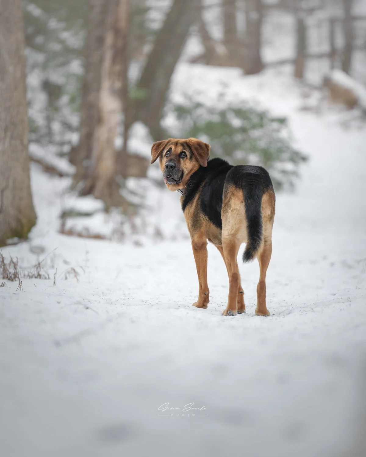 adventure-with-dogs-photography-maine.jpg