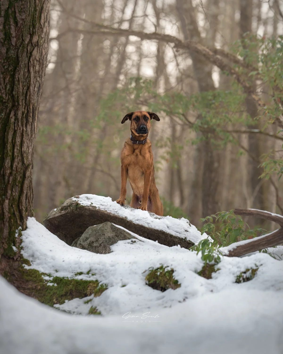 pet-photographer-near-portland-maine.jpg