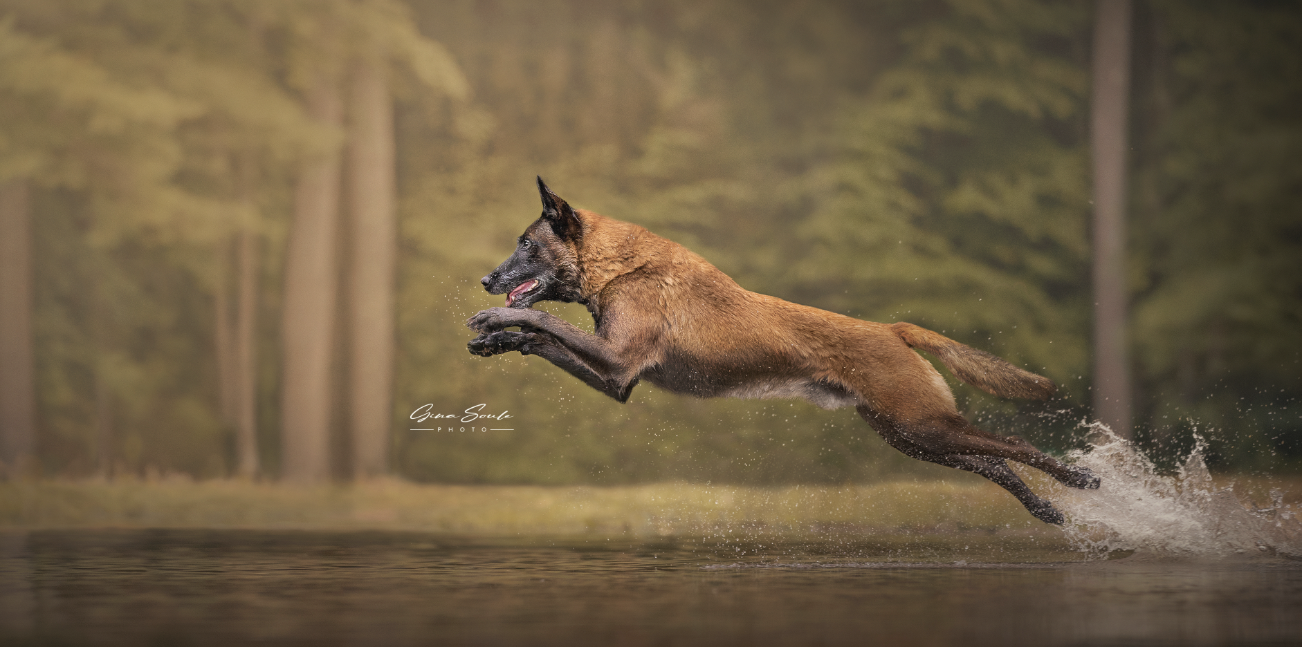 Gina-Soule-Maine-Dog-Photographer.png