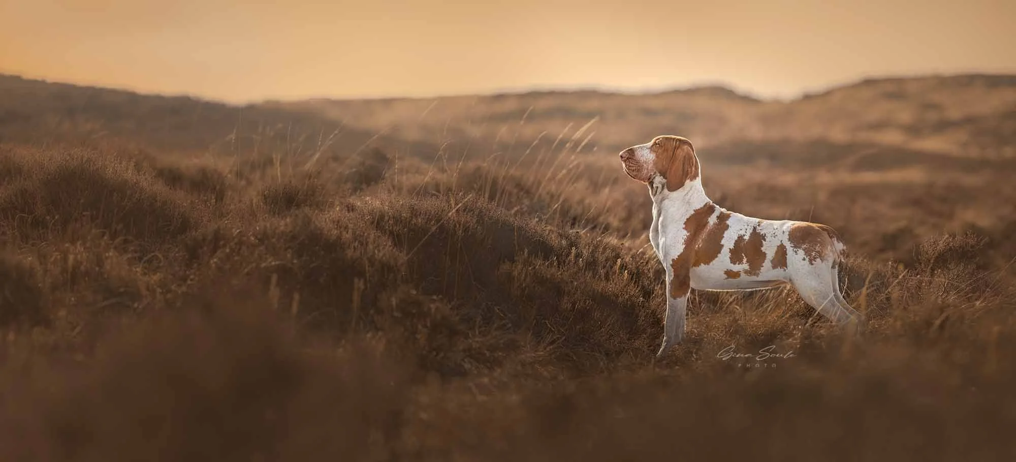 Maine-Best-Pet-Photographer.jpg