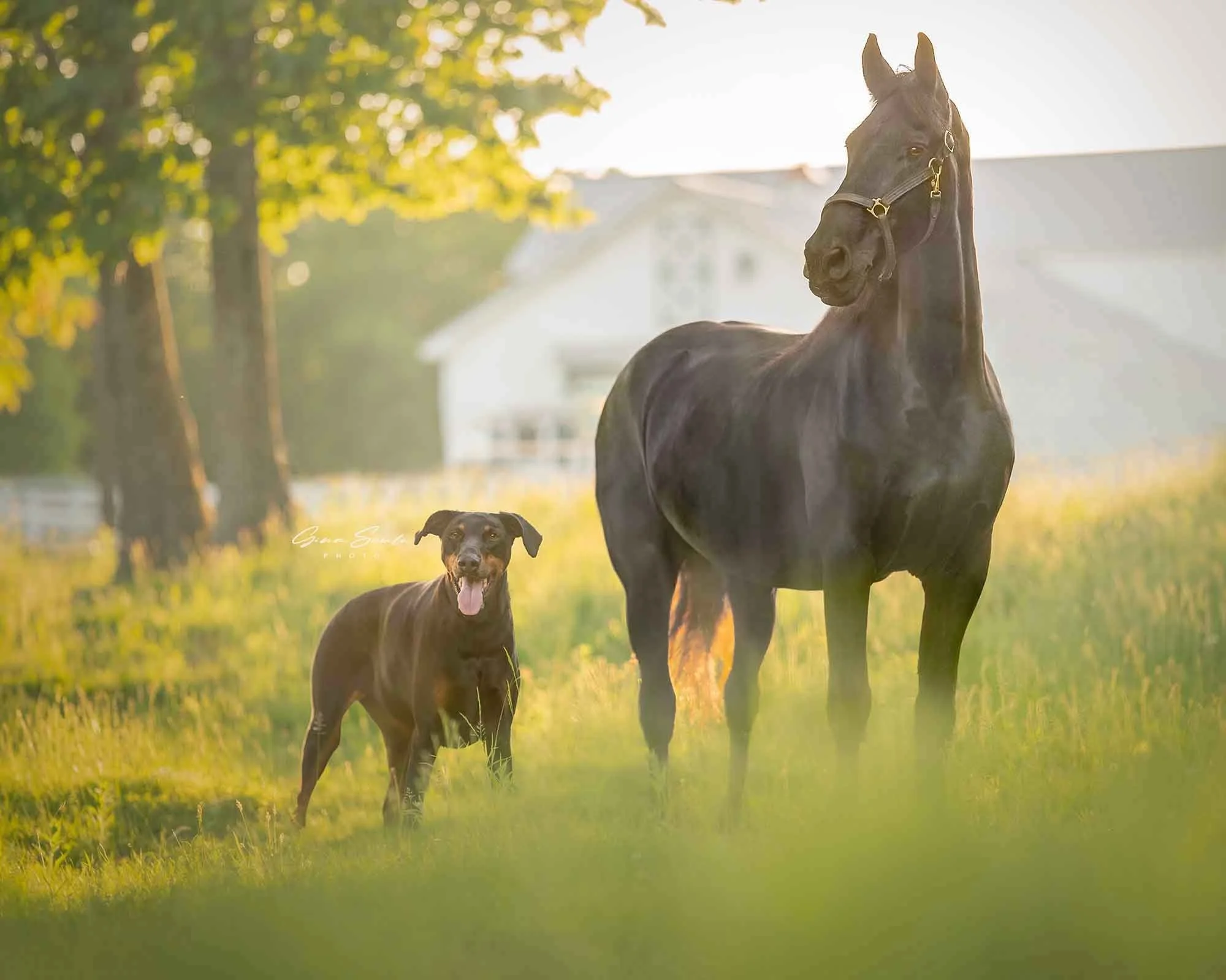 Award+Winning+Dog+Photographer_Maine_Portland,+Maine.jpg