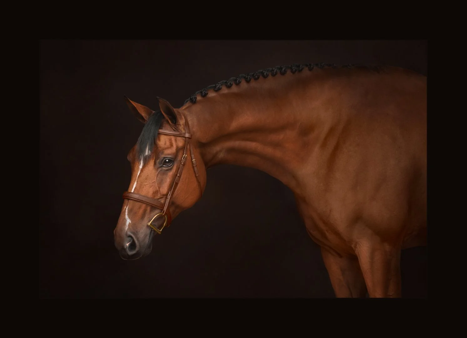 Portrait of a bay horse with braided mane on a dark background in Rye, New Hampshire.