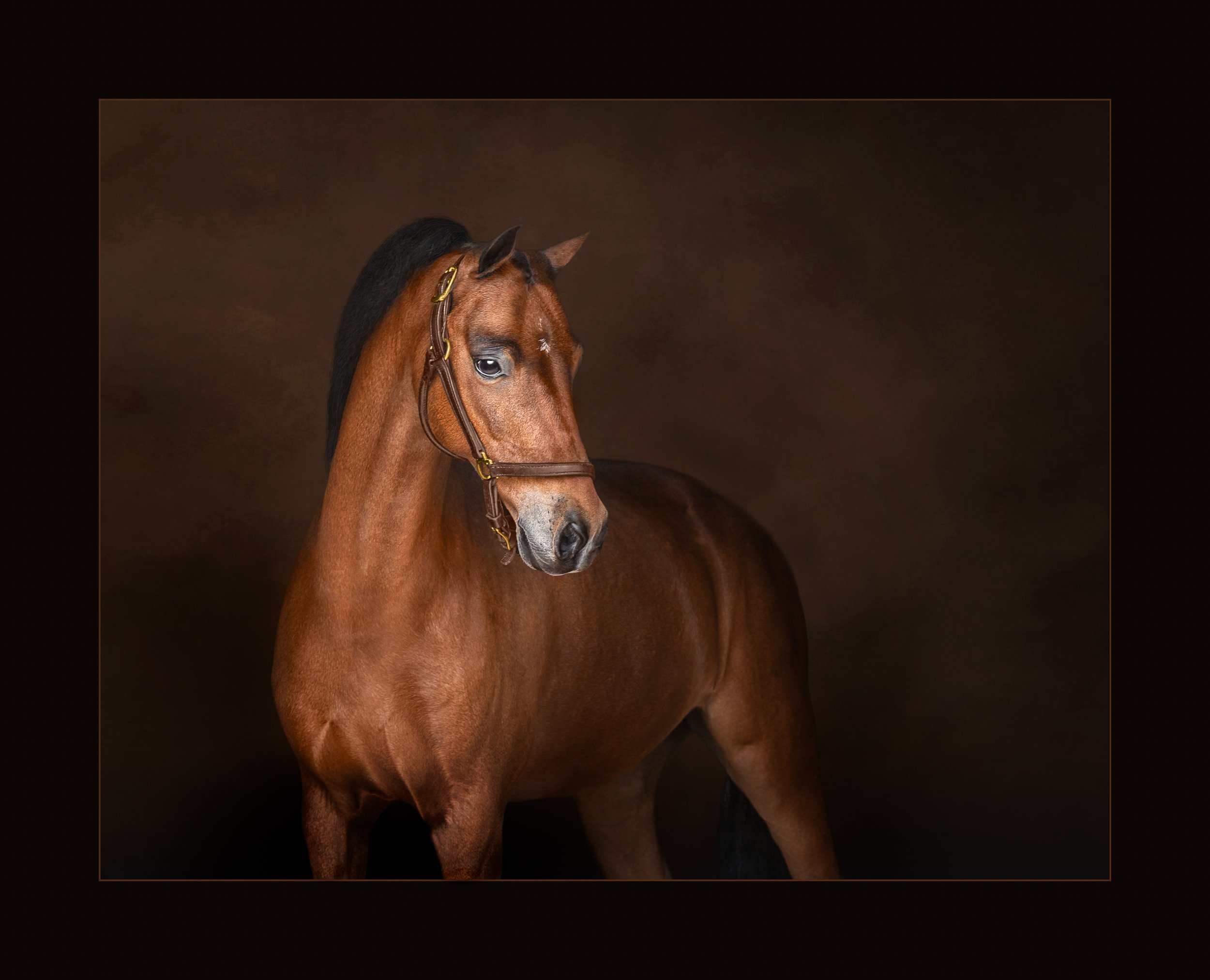 Portrait of a bay Hackney Pony in a bridle against a black background in Brunswick, Georgia.