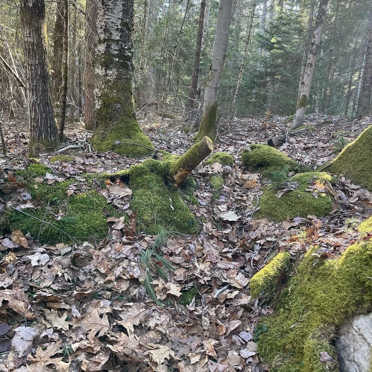 Forest floor covered with fallen leaves, moss-covered fallen branches, and tree trunks in the background.