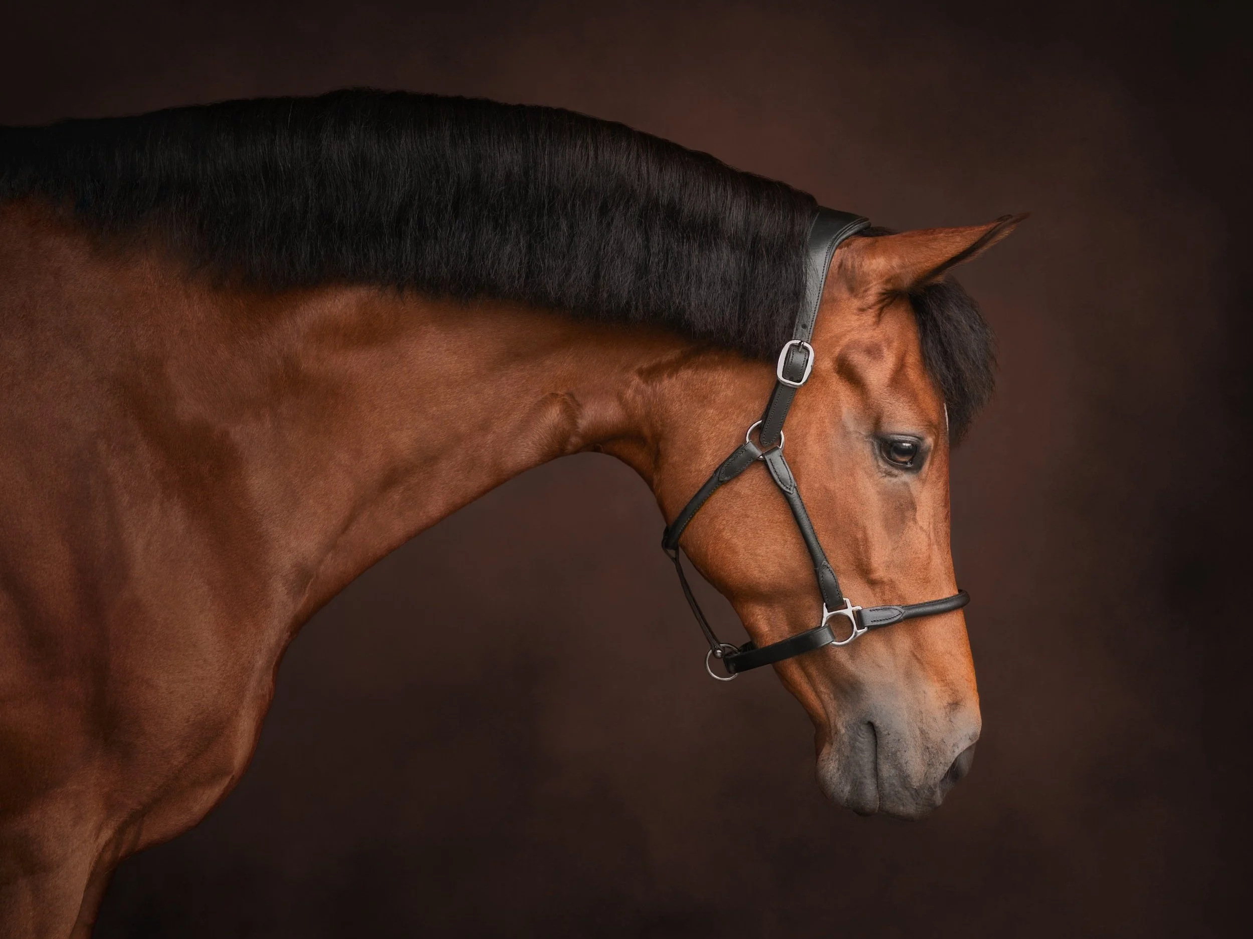 Maine Horse and Equine Photographer .jpg