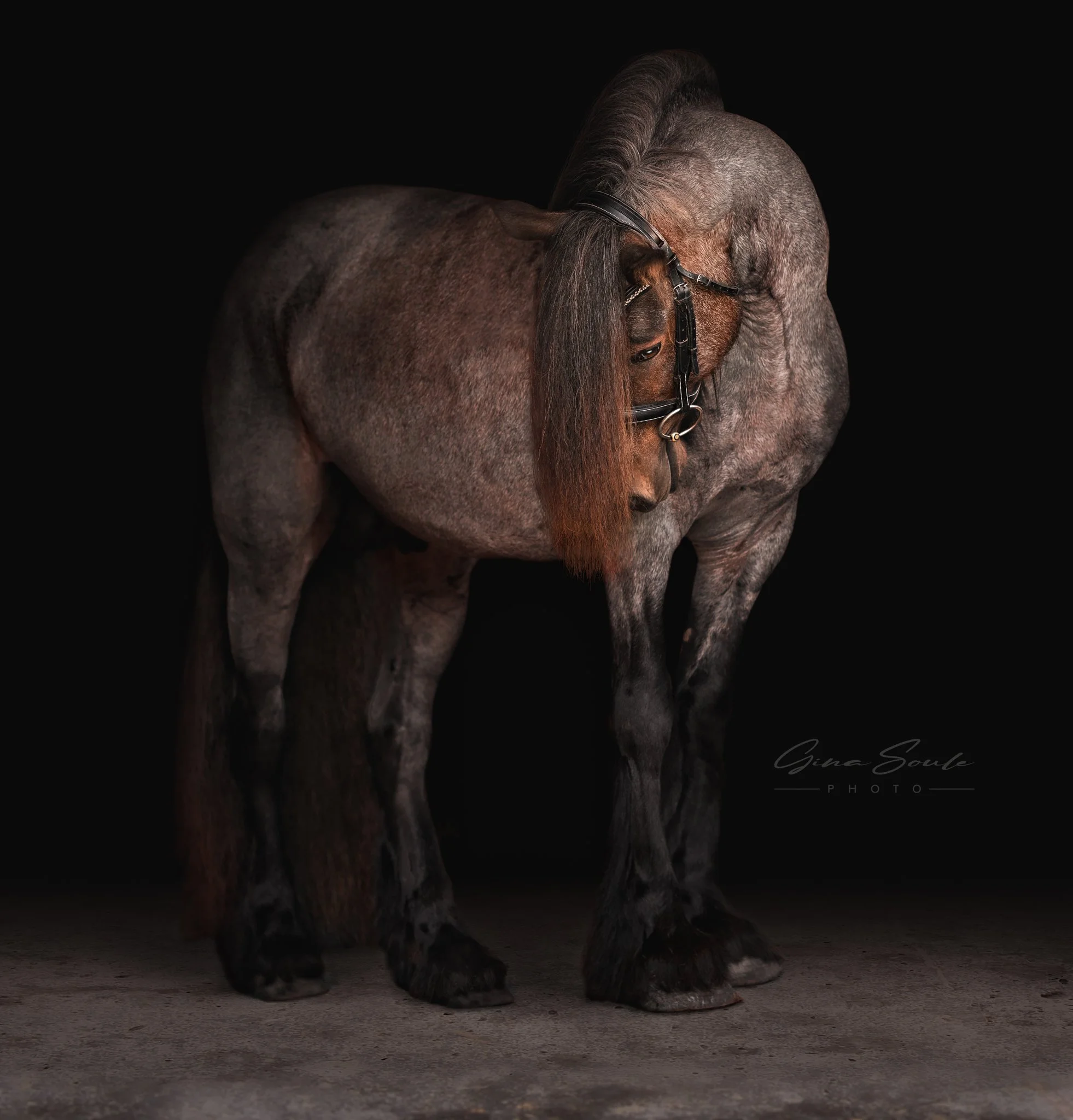 Equine Photographer Portland Maine .jpg