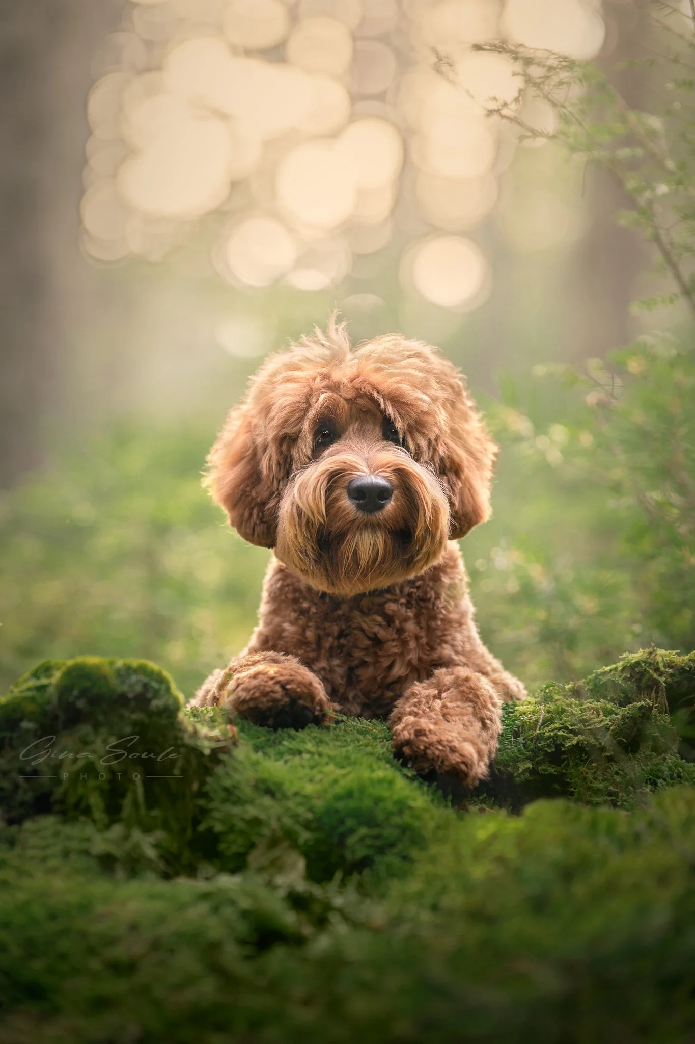 Golden Doodle Profession Dog Photography Portland