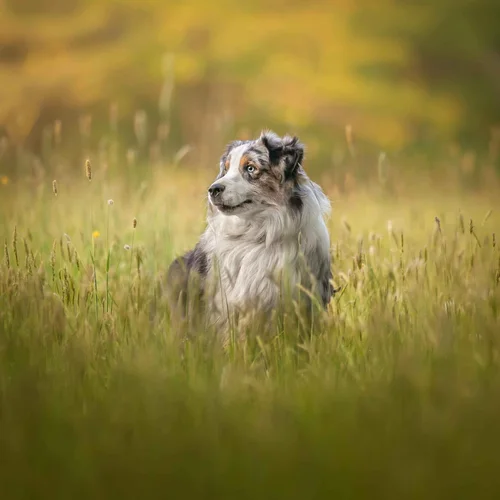 Dog Photographer Pet Photographer Portland, Maine
