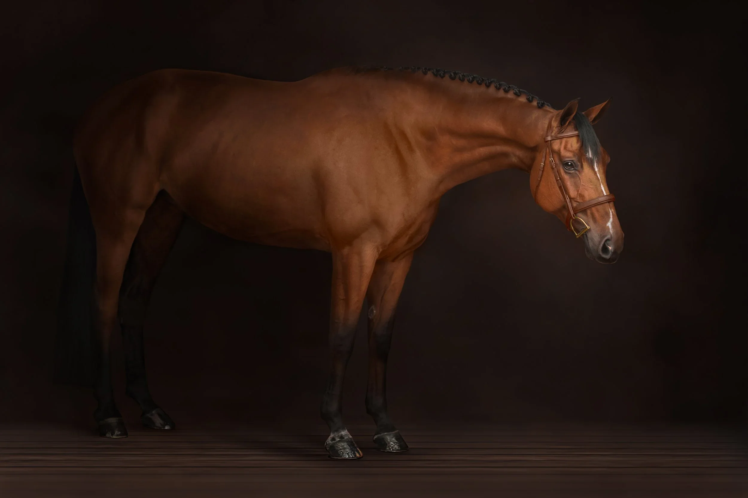 Equine+Photographer_Maine_Portland, Maine.webp