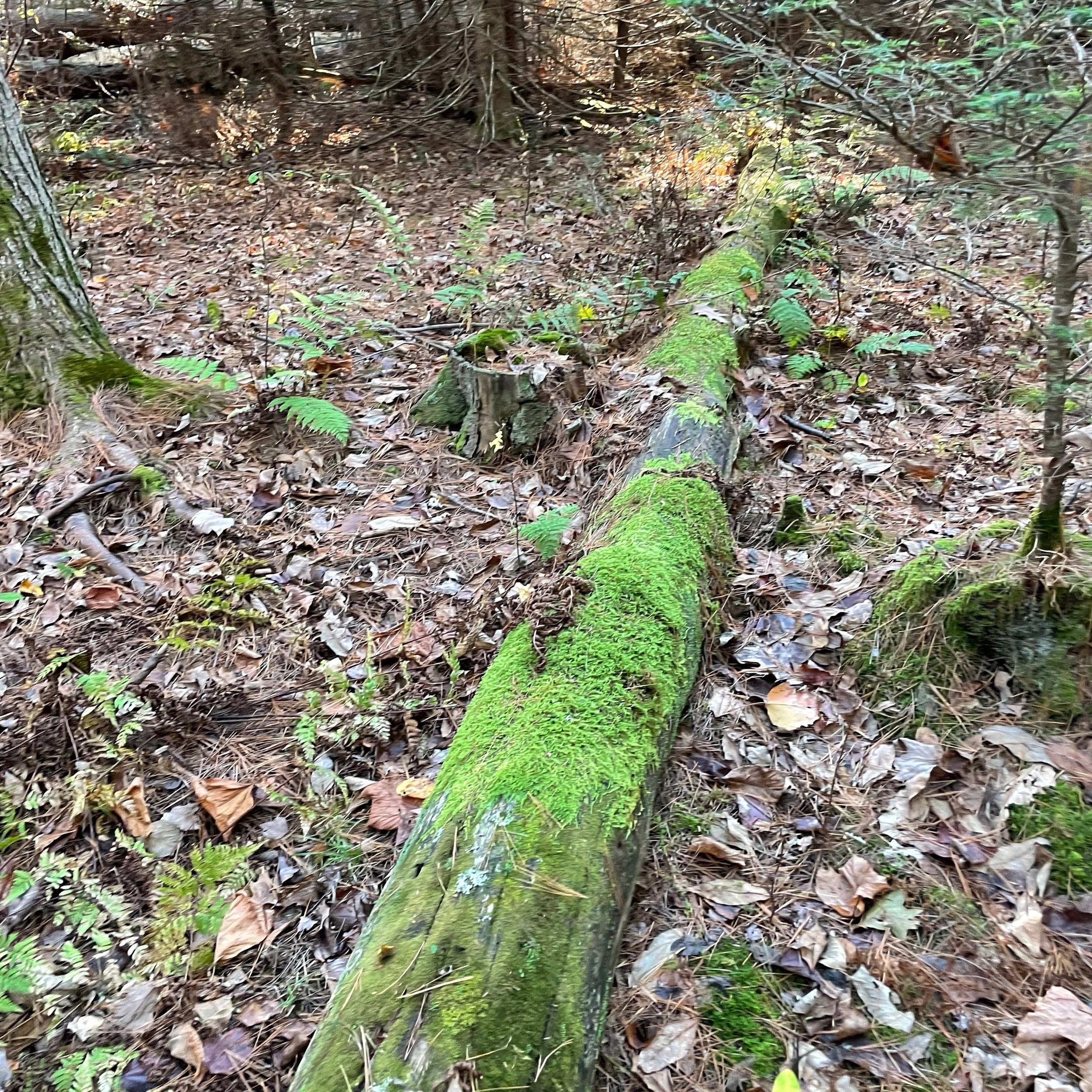 A fallen tree covered in green moss lies on a forest floor surrounded by leaves and small plants.