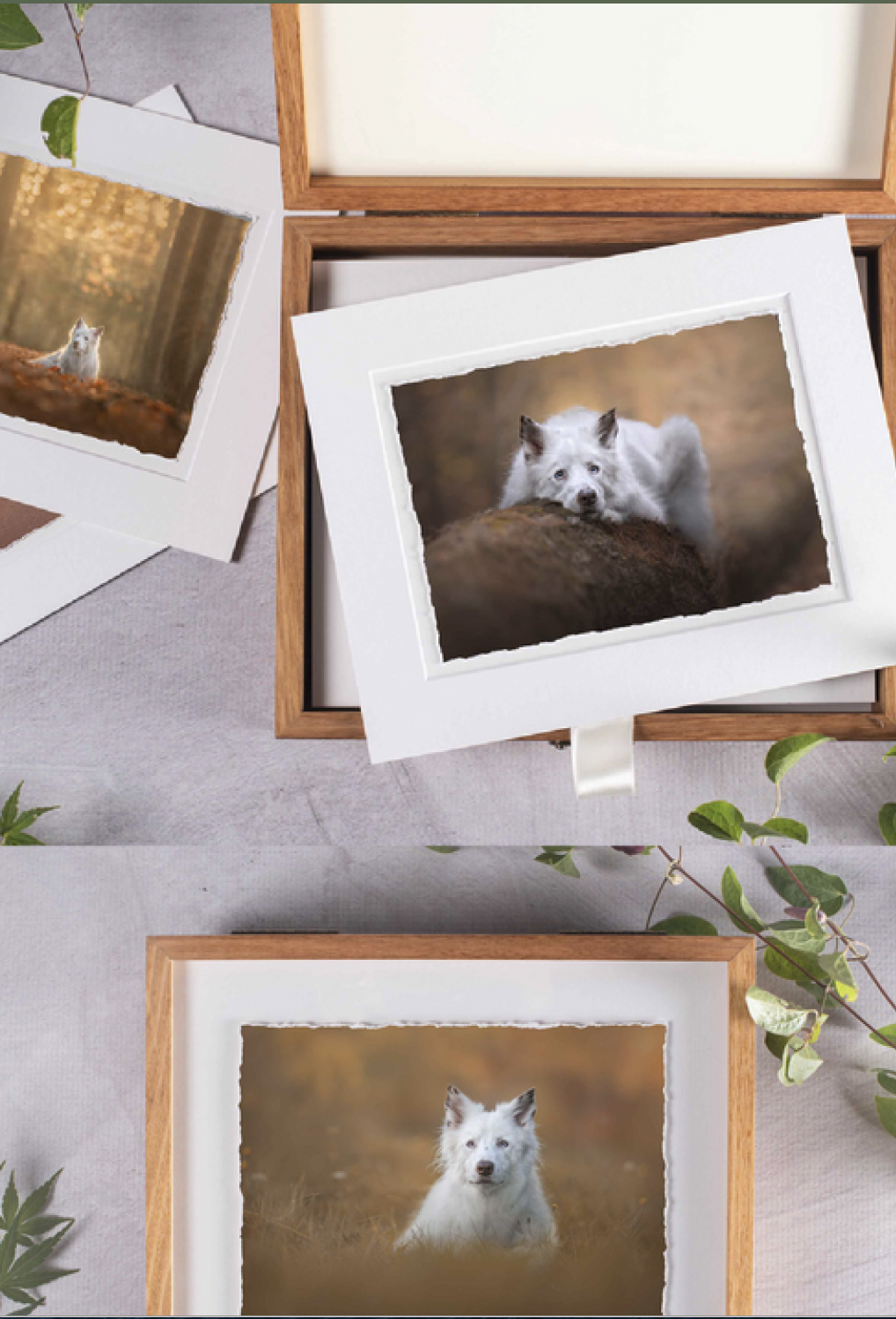 Three framed photographs of a white and black dog in a forest setting, arranged on a table with decorative greenery.