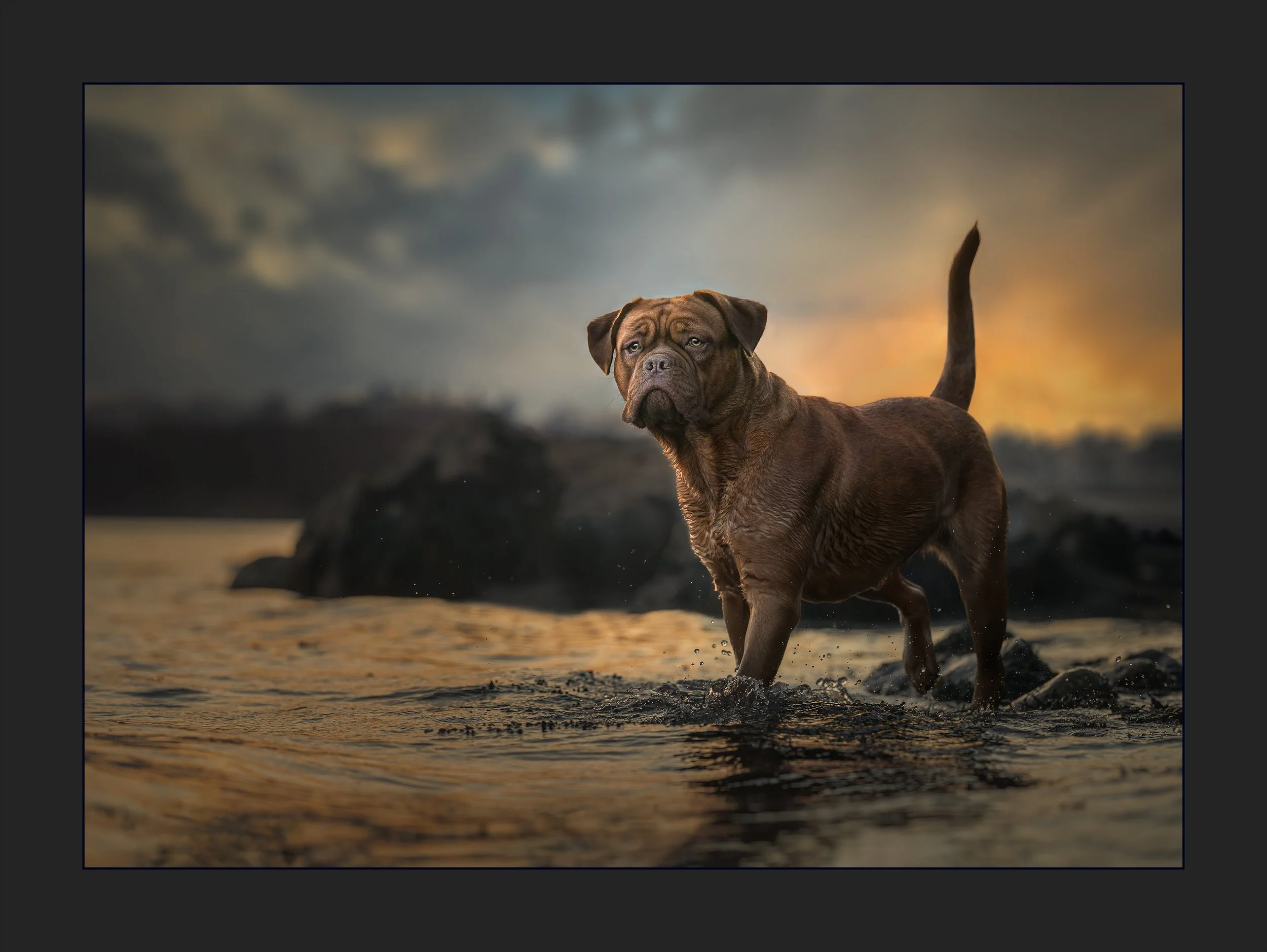 A french mastiff wades in water at sunset in Falmouth, Maine.
