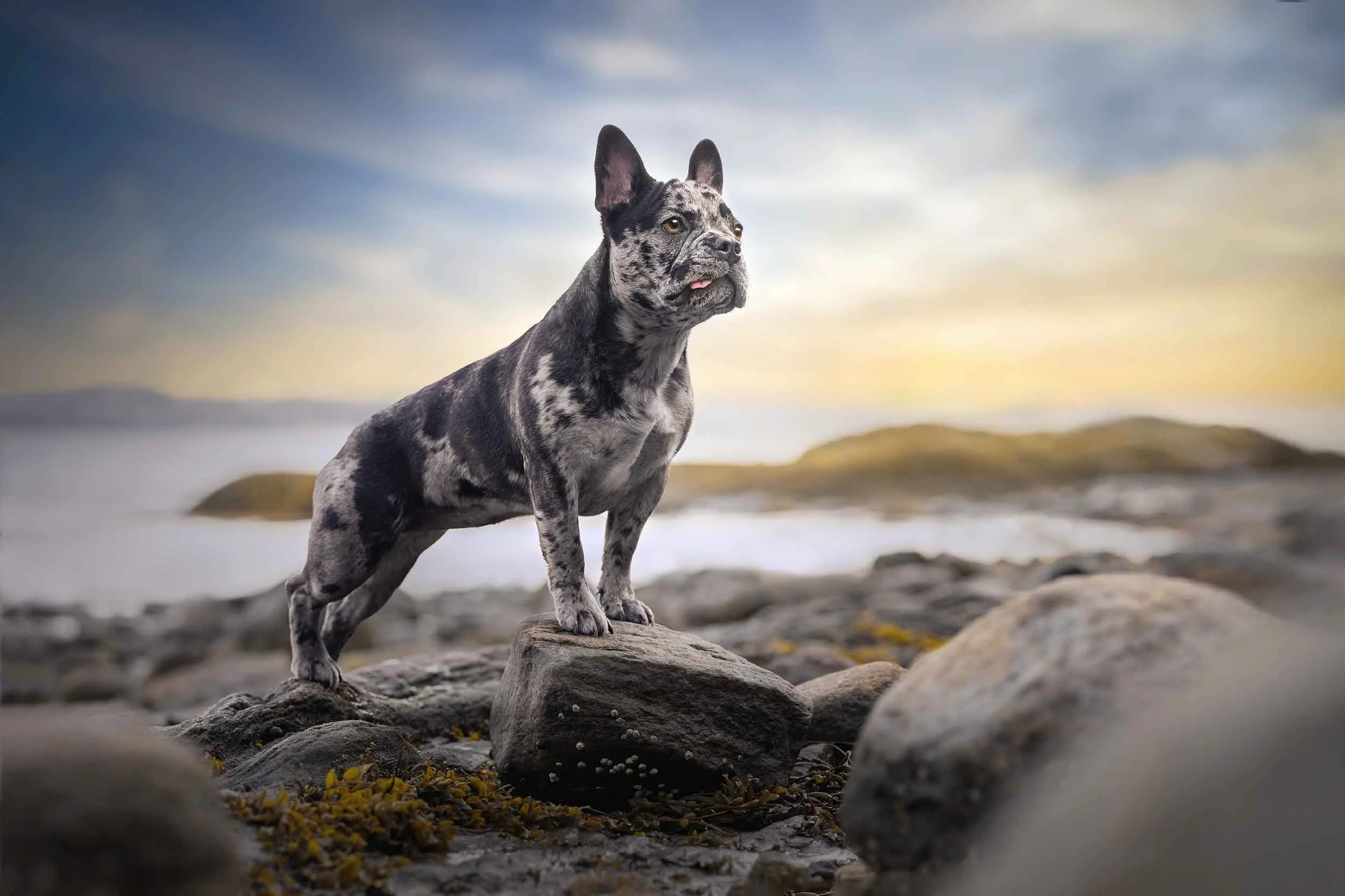 Dog Photographer Pet Photographer Portland, Maine