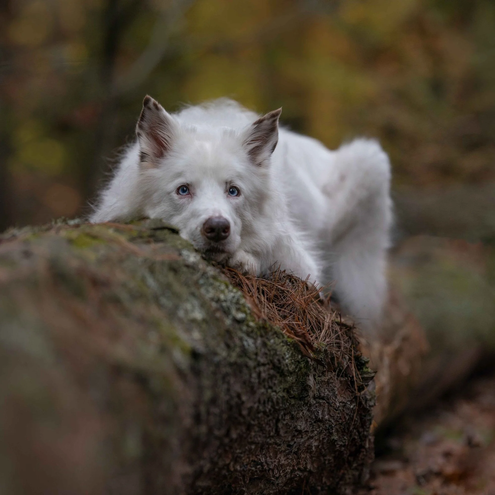 A white dog with blue eyes lying on a fallen tree trunk in a forest with autumn foliage.
