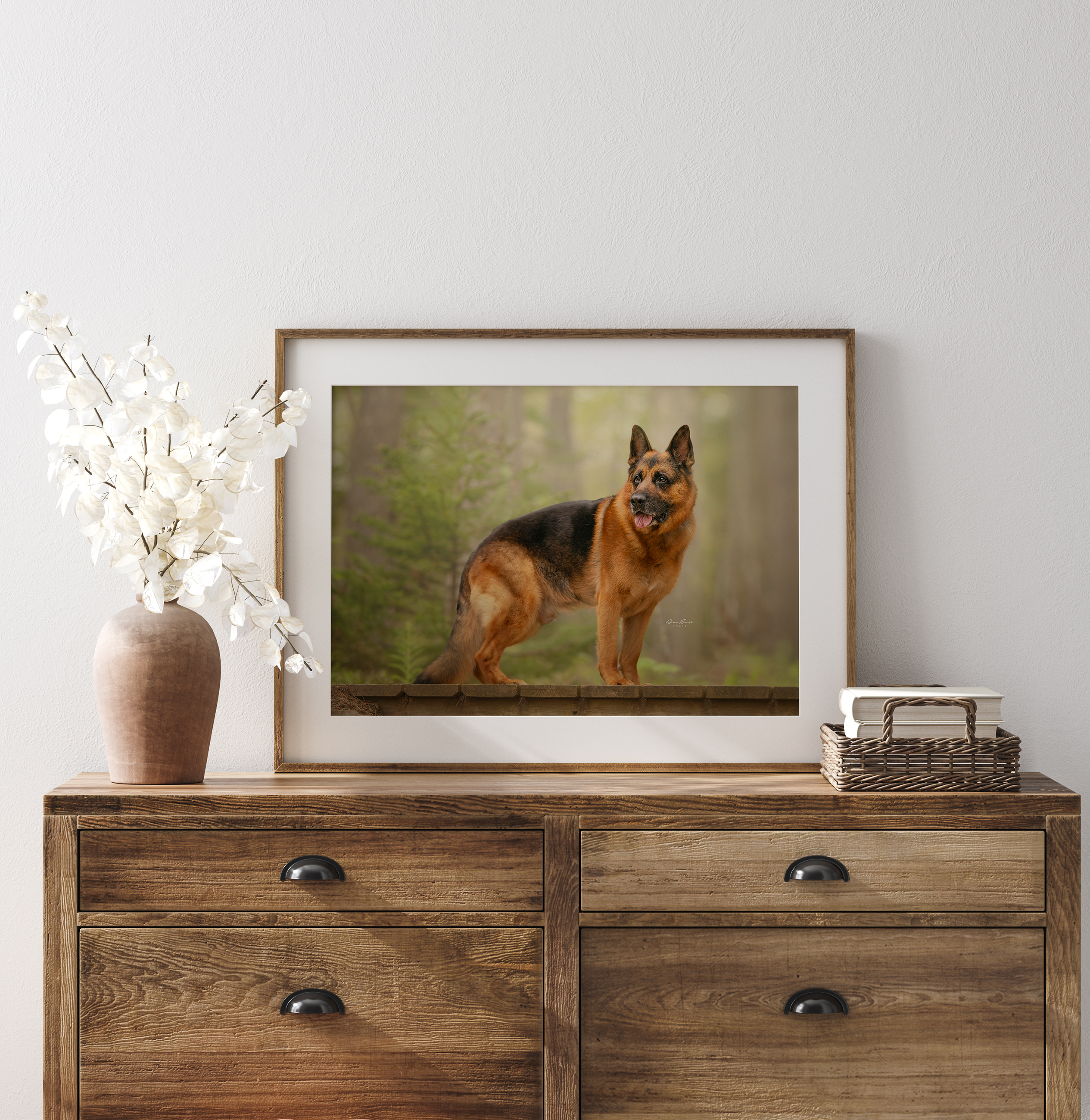 professional-dog-photographer-near-brunswick-maine.png