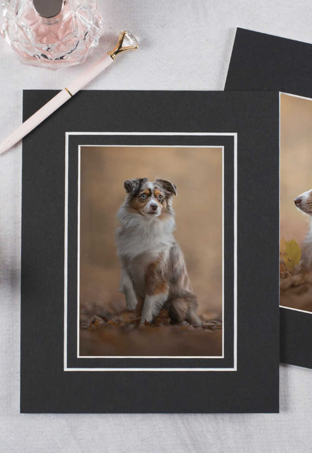 A photograph of an Australian Shepherd dog with blue eyes, sitting on a blurred natural background with leaves scattered on the ground, displayed on black photo mats.