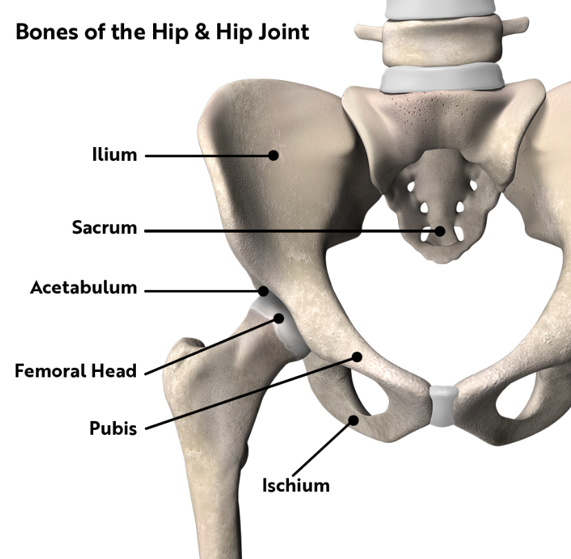 Diagram of the bones of the hip and hip joint, with labels for ilium, sacrum, acetabulum, femoral head, pubis, and ischium.