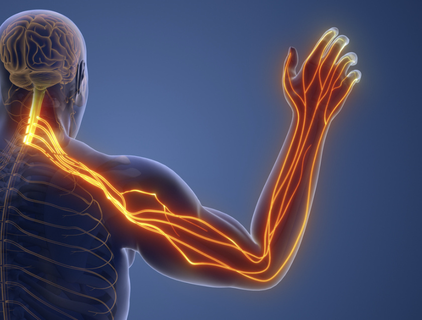 Illustration of the human nervous system, highlighting the nerves in the arm and neck area.