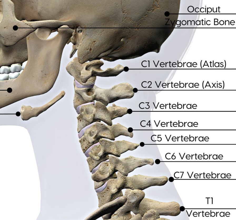 Annotated side view of the human cervical spine and skull showing the occiput, zygomatic bone, and cervical vertebrae labeled from C1 to C7, and the T1 vertebra.