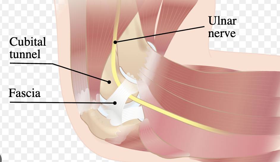 Diagram of the shoulder anatomy highlighting the ulnar nerve, cubital tunnel, fascia, and illustrating their positions.