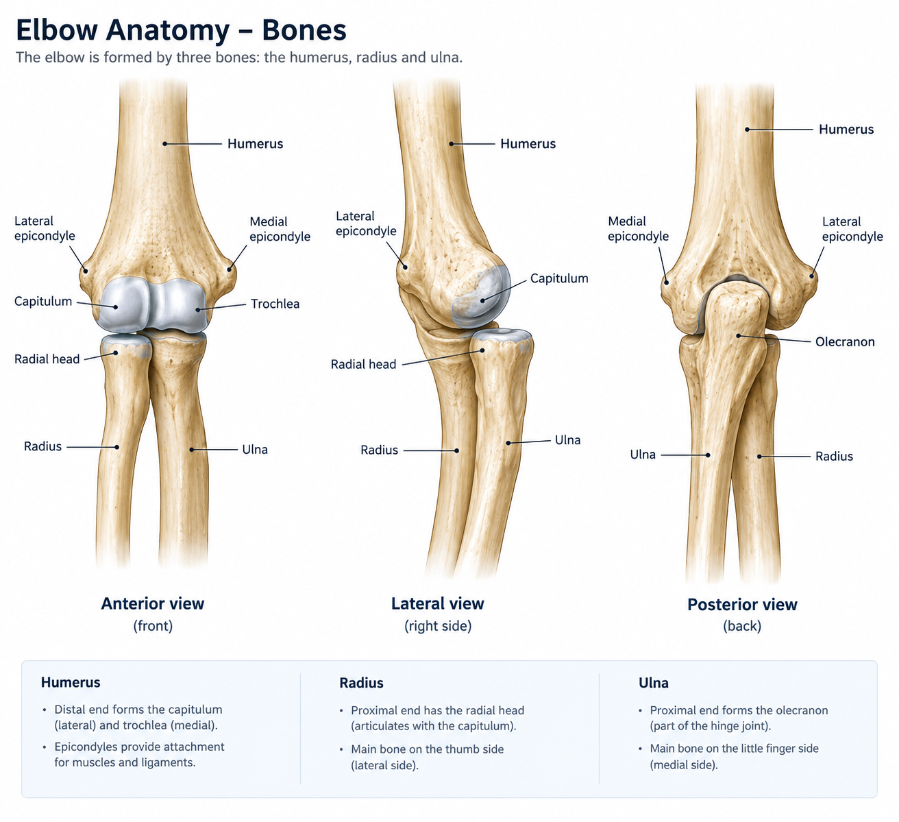 Diagram of elbow bones showing anterior, lateral, and posterior views, including labels for humerus, radius, ulna, epicondyles, capitulum, trochlea, olecranon, and other bones and features.