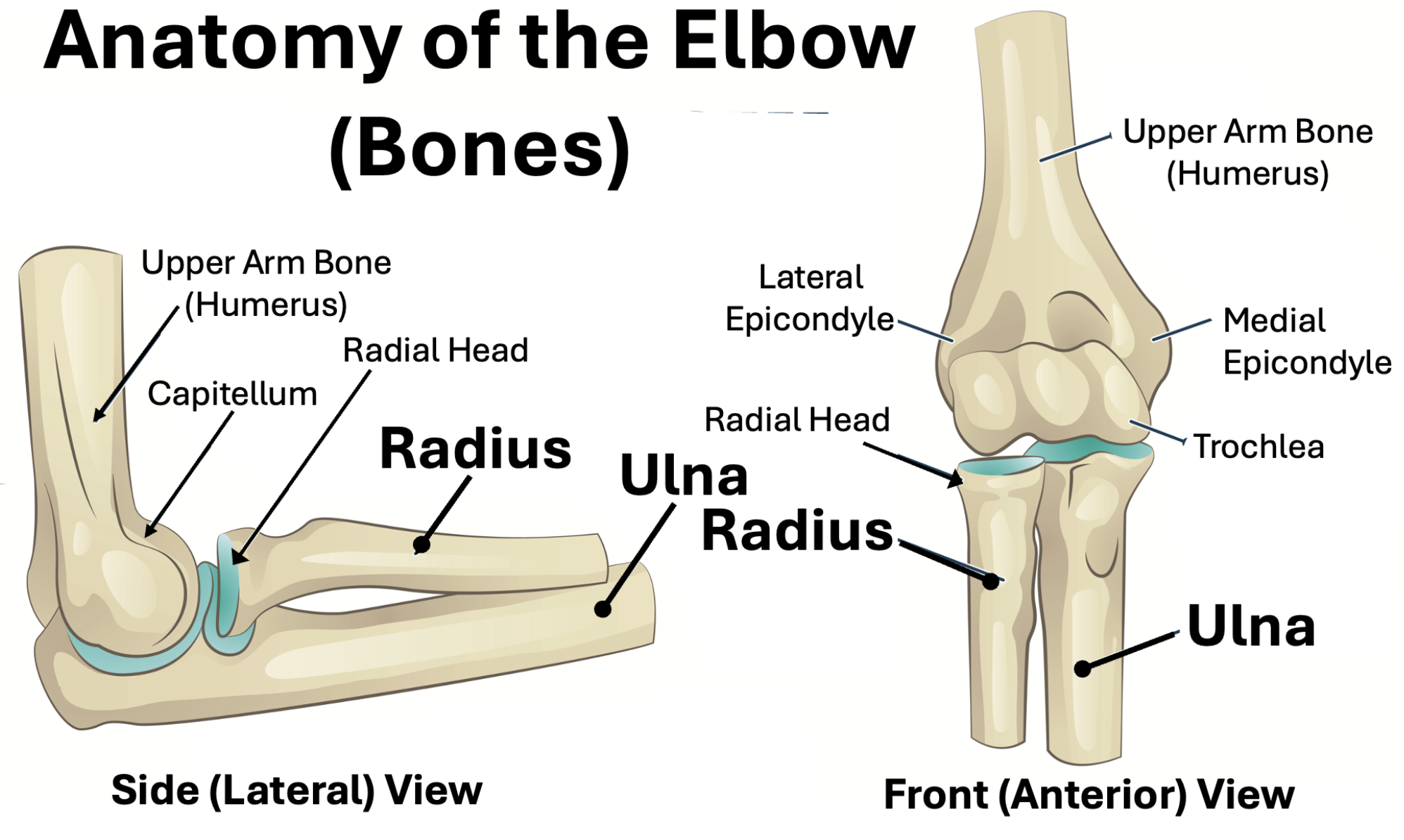 Diagram displaying the anatomy of the elbow, showing side and front views. It labels the upper arm bone (humerus), radial head, capitellum, radius, ulna, lateral epicondyle, medial epicondyle, trochlea, and olecranon. The diagram is titled 'Anatomy of the Elbow (Bones)' and provides a detailed visual of elbow bones from different perspectives.
