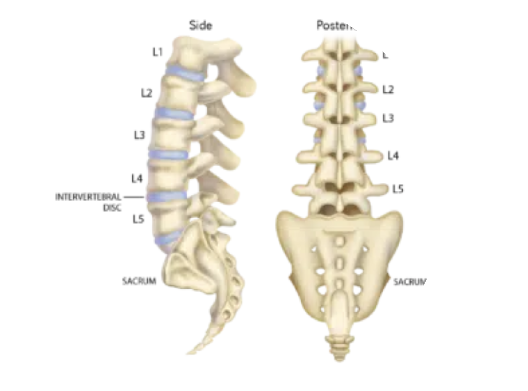 Diagram of lumbar spine and pelvis showing vertebrae labeled L1 to L5, intervertebral discs, sacrum, and parts of the pelvis from side and posterior views.