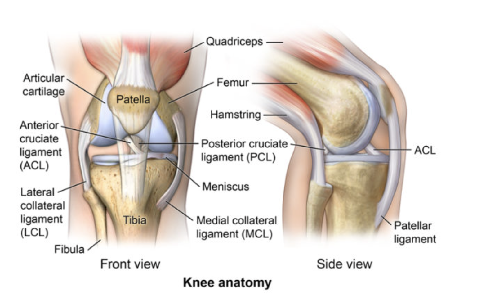Diagram of knee anatomy showing front and side views, including the patella, articular cartilage, anterior cruciate ligament, lateral collateral ligament, tibia, fibula, quadriceps, femur, hamstring, posterior cruciate ligament, meniscus, medial collateral ligament, ACL, and patellar ligament.