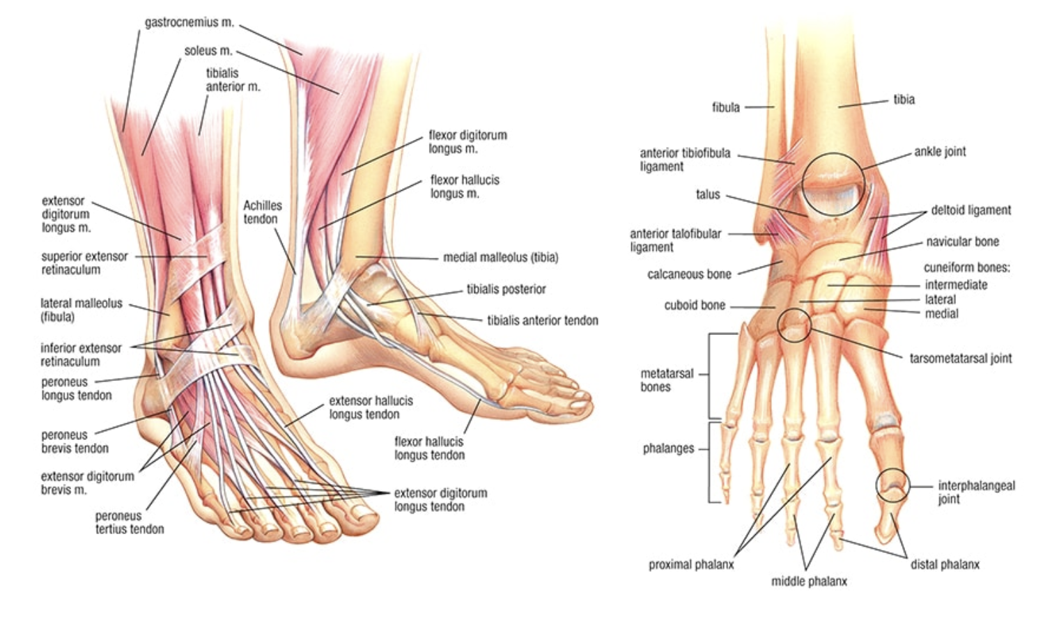 Diagram of human foot anatomy showing bones, muscles, tendons, and ligaments, with labels including tibia, fibula, ankle joint, metatarsal bones, phalanges, and various tendons.