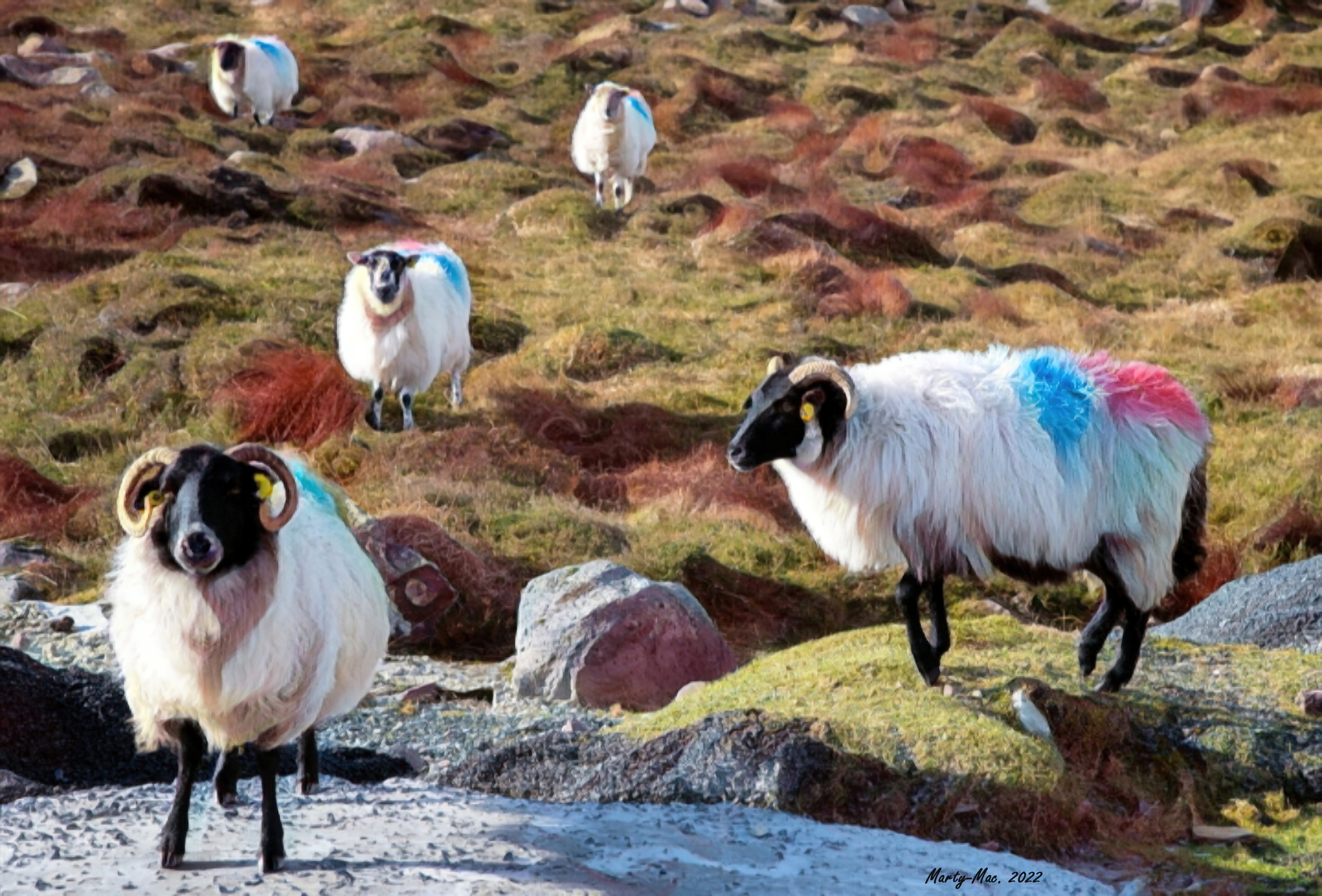 MMD_5961 sheep 9-gigapixel-standard-scale-2_00x.jpg
