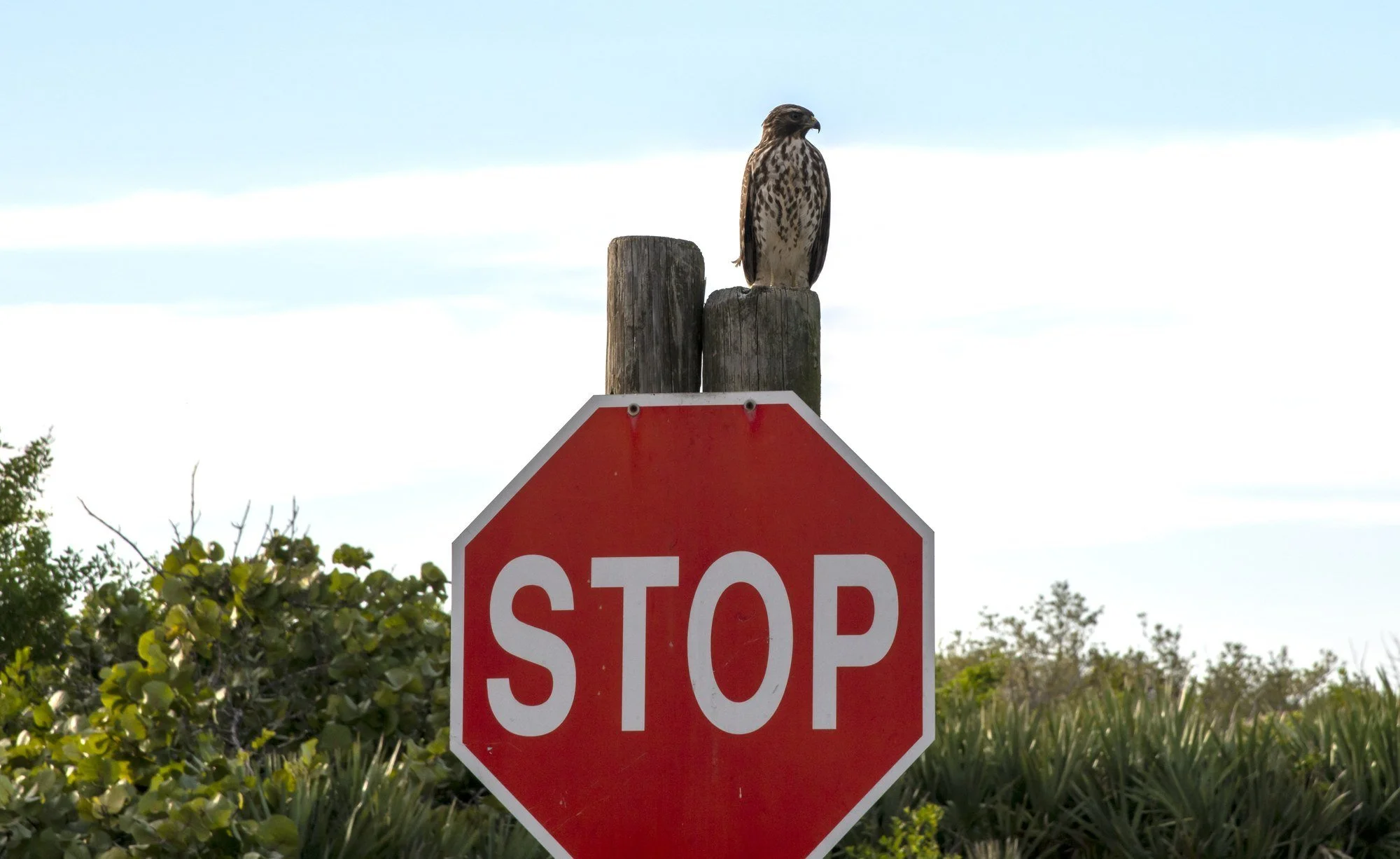 MMD_3234 · Hawk on the stop sign, Florida