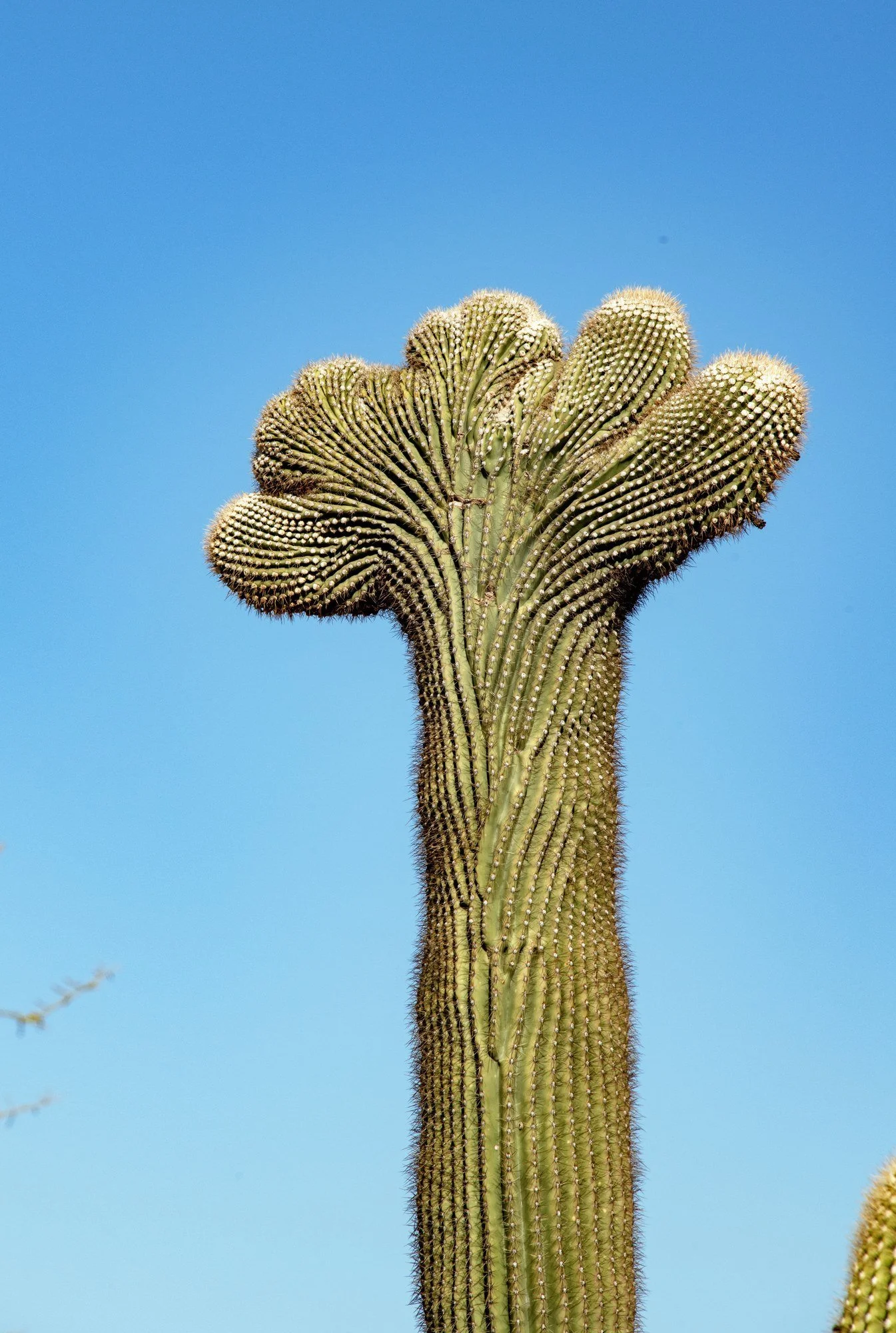 Southern Arizona →
