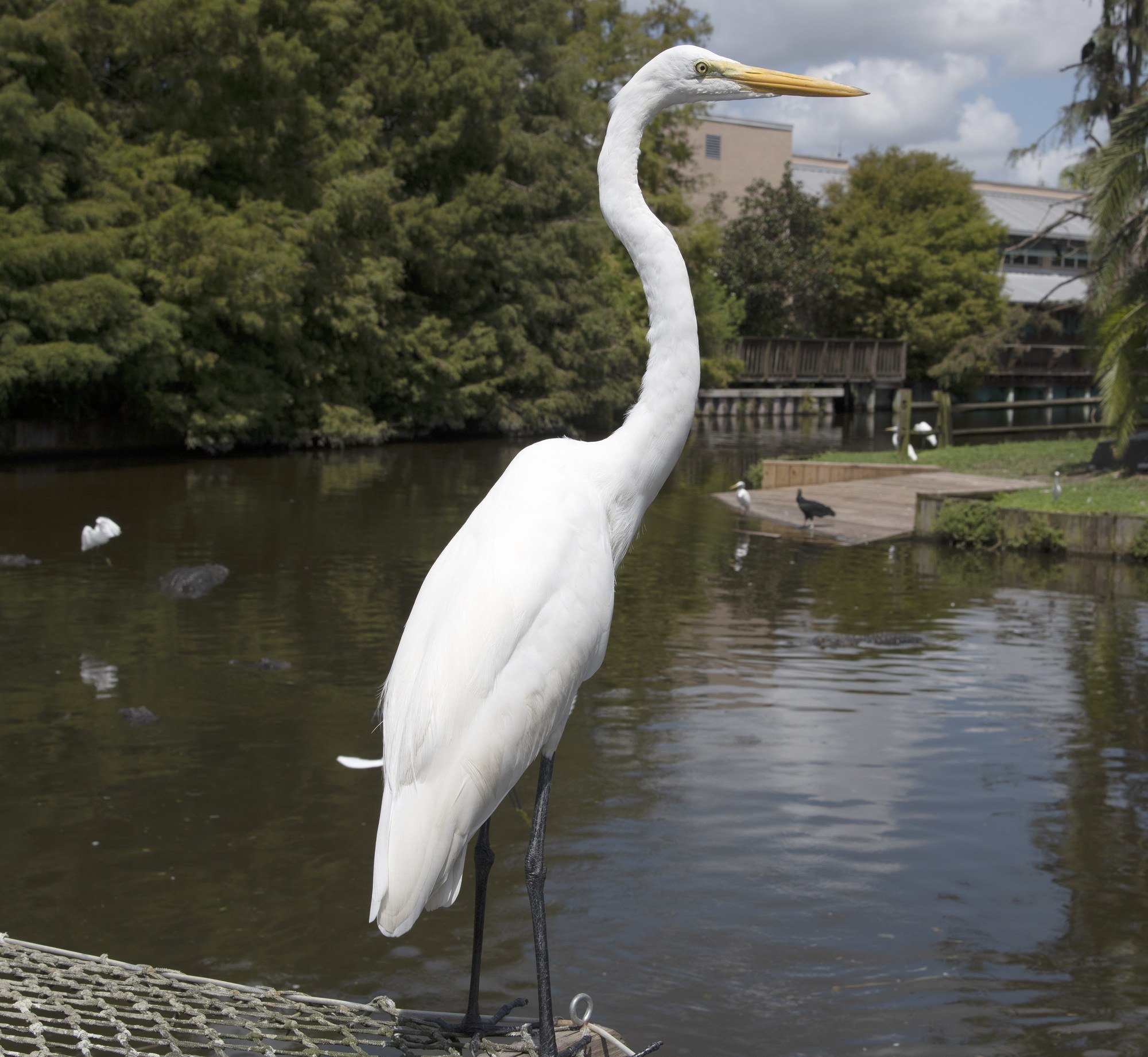 DSC_1275 · Great egret, Florida