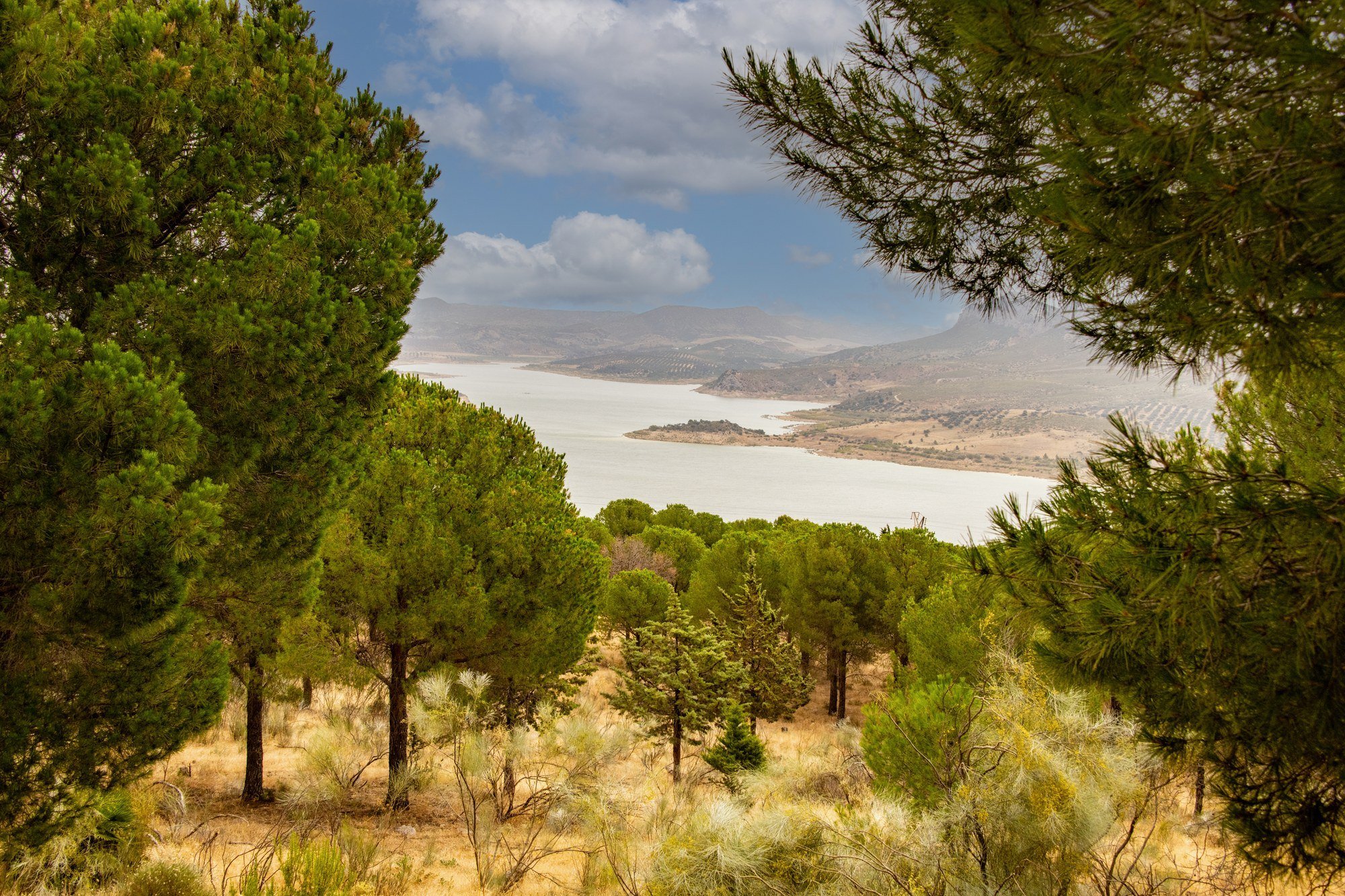 MAC_4337 · Reservoir through the pines, Andalusia, Spain