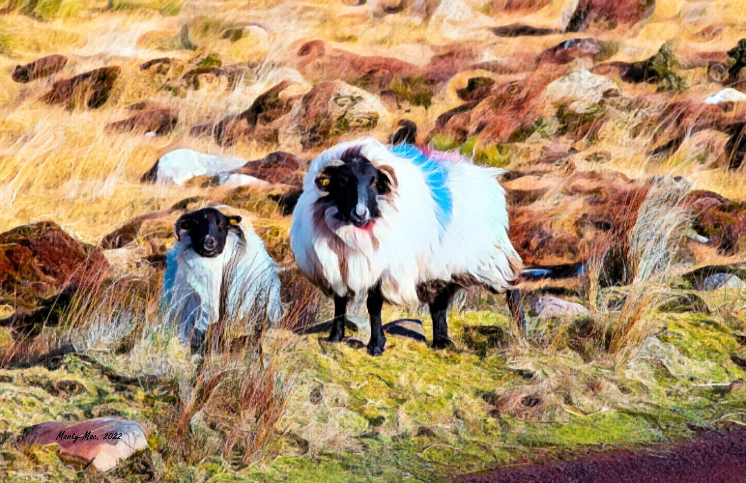 MMD_5955 sheep 4-gigapixel-standard-scale-2_00x.jpg